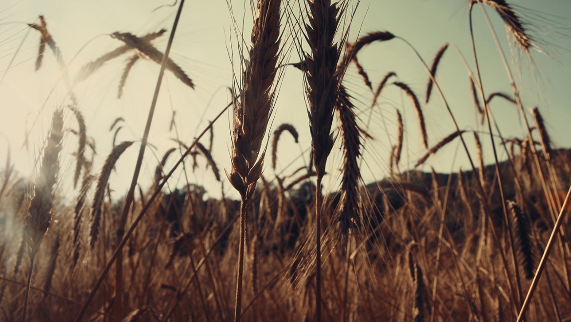 Organic Food Market on Wheels